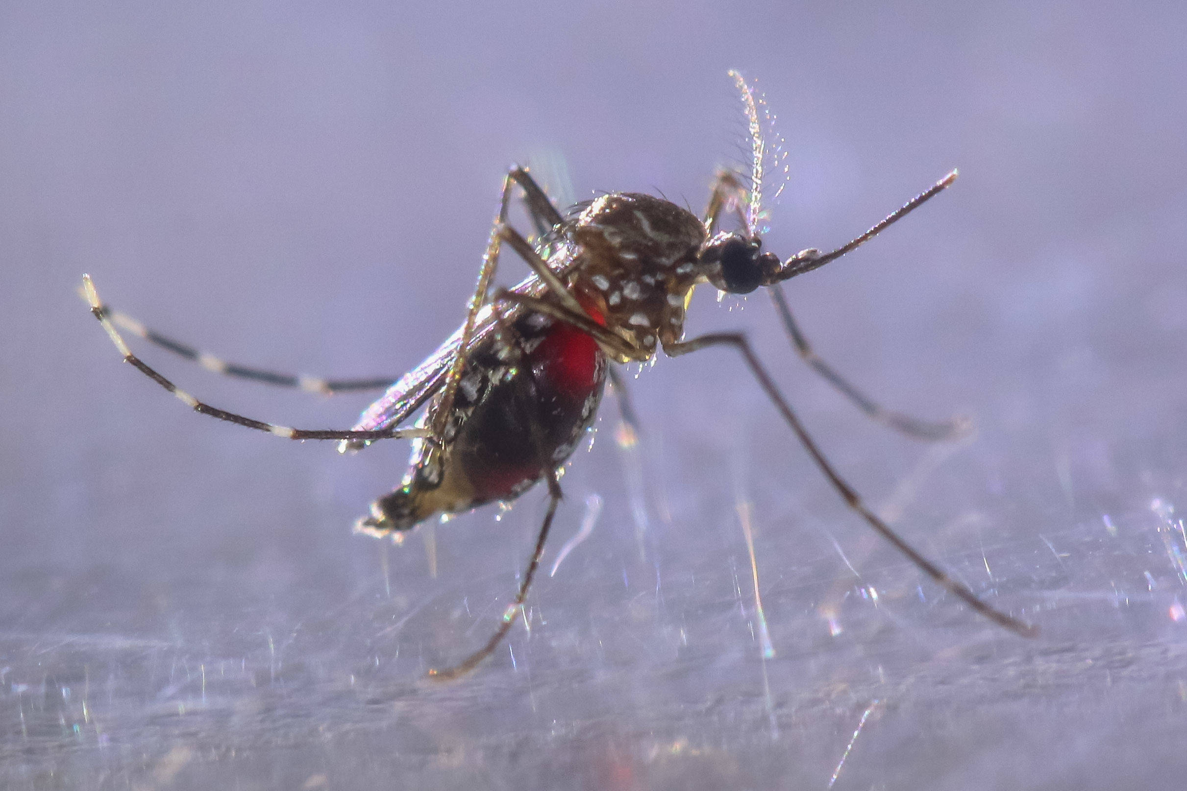 Fiocruz identifica casos de dengue tipo 3 e reascende alerta entre especialistas