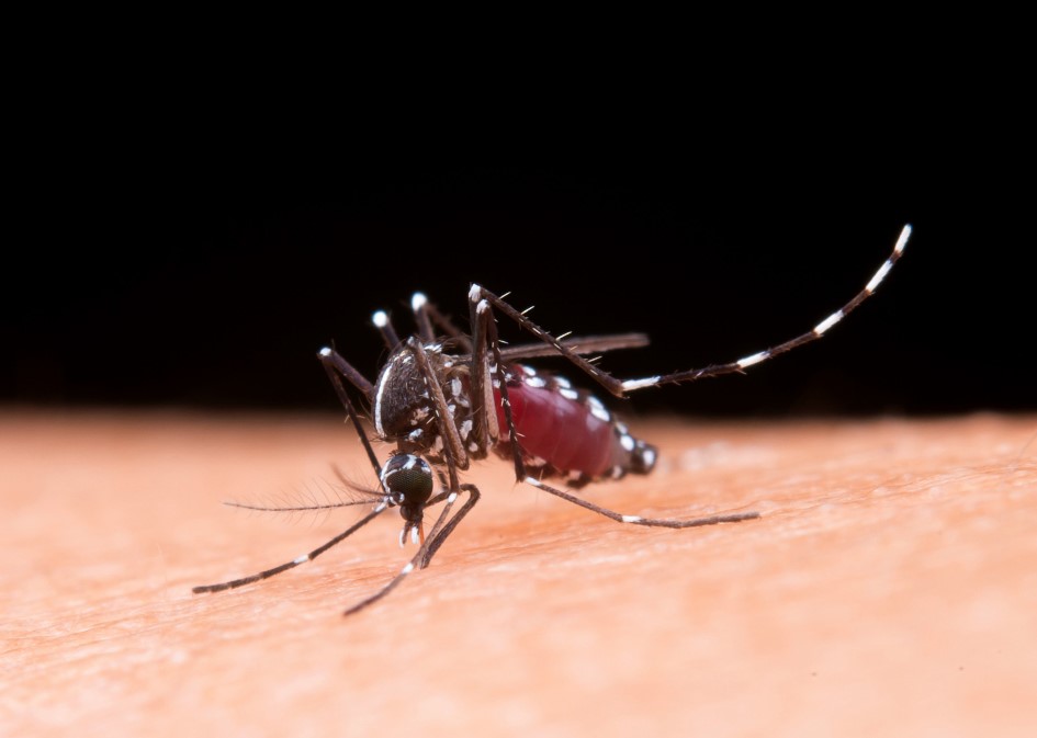 Altas temperaturas favorecem aumento de casos de dengue no mundo